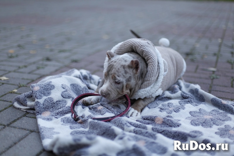 Щенки Американского булли (экзот, покет) фотка