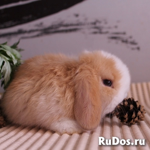 Карликовые вислоухие крольчата изображение 8
