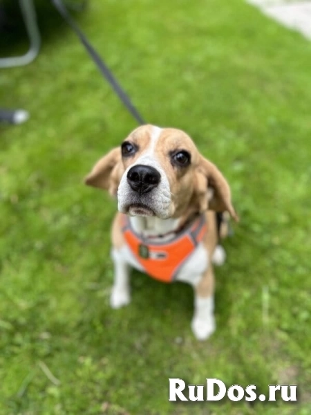 Бигль Чиви ищет дом! фотка