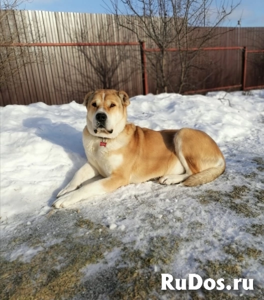 Среднеазиатская овчарка Мира в добрые руки фотка