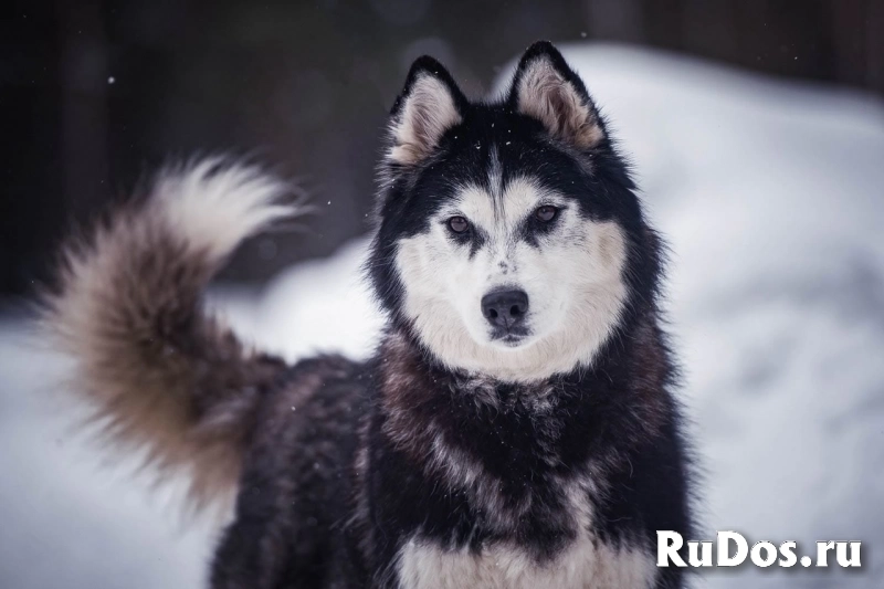 сибирская хаски в добрые руки фотка