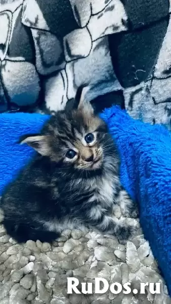 котята породы мейн-кун фотка