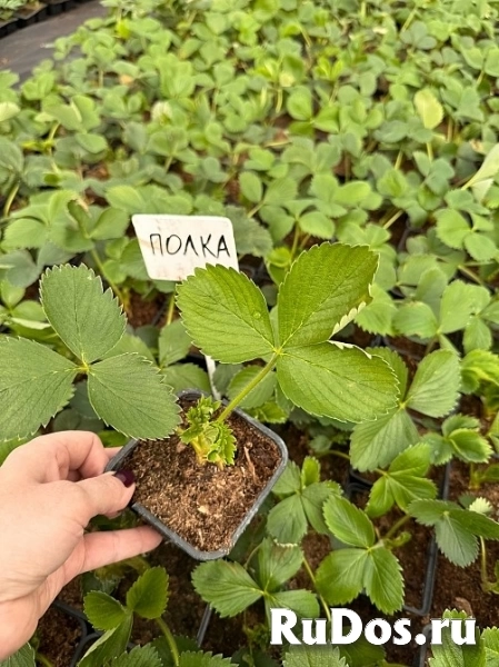 , купить растения изображение 3