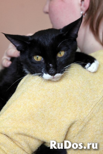 Забавный котик-подросток Джек, ищет свою семью! изображение 3