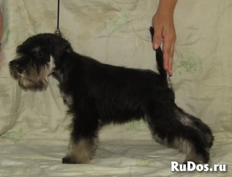 Цвергшнауцер высокопородные щеночки изображение 3