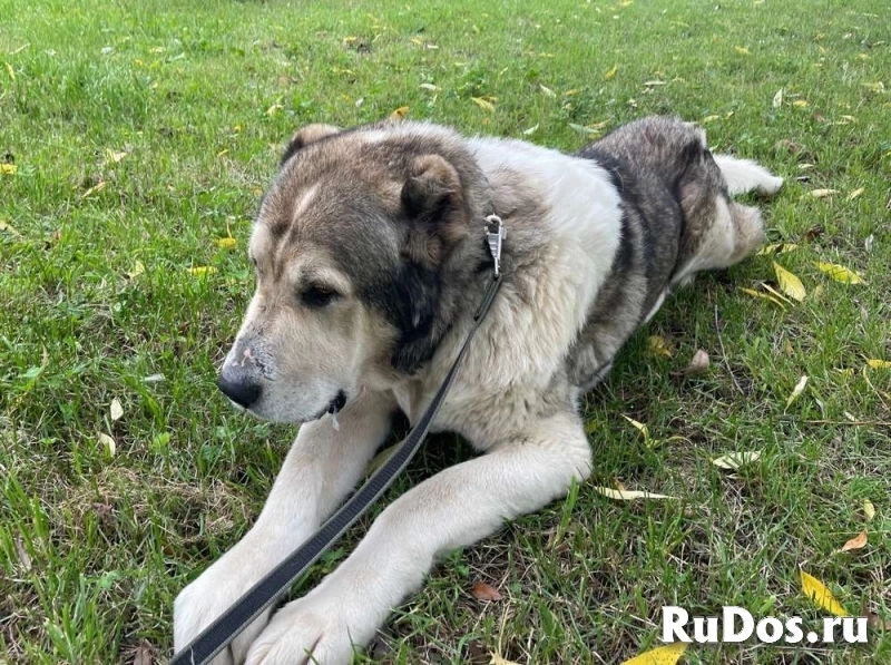 Самый добрый алабай ищет своего человека! фотка