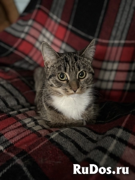 Очаровательная 7 мес кошечка Ласка ищет семью! изображение 3