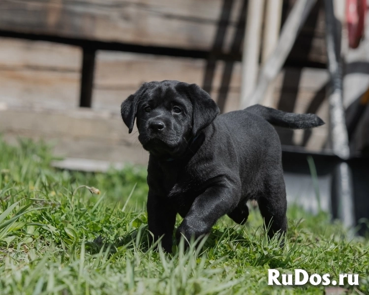 Продаються щенки лабрадора изображение 5