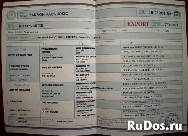 Щенки ротвейлера изображение 7