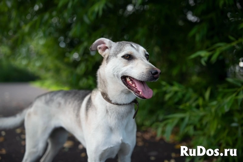 Северная красавица Луна в добрые руки изображение 5