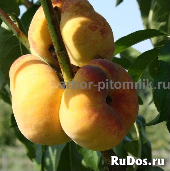 Саженцы персиков, персики в горшках из питомника и интернет магаз фотка