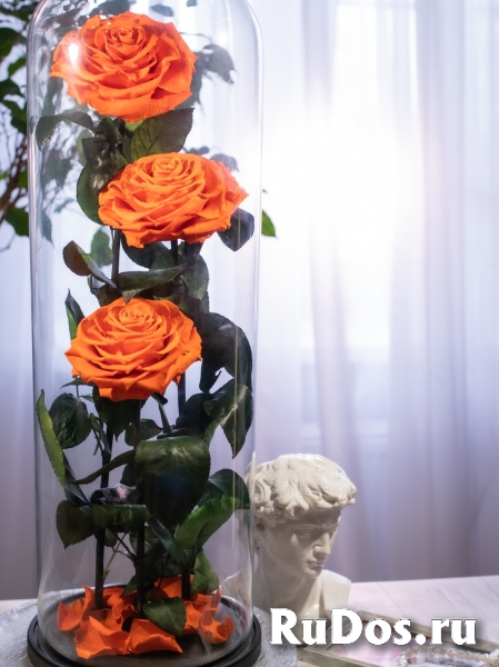Роза в колбе оптом изображение 10