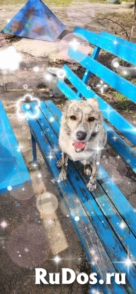 Собачка Шера ищет любящего хозяина изображение 8