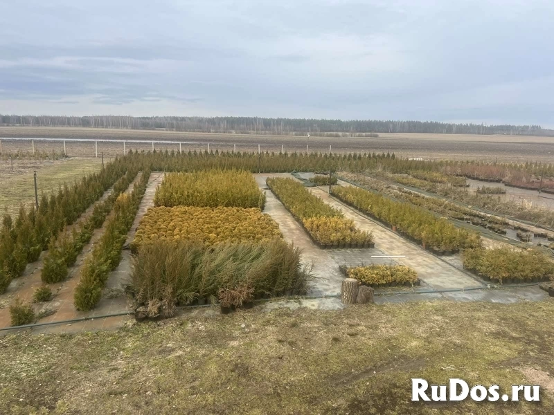 Продается ЛПХ, земля засажена голубикой и туями изображение 7