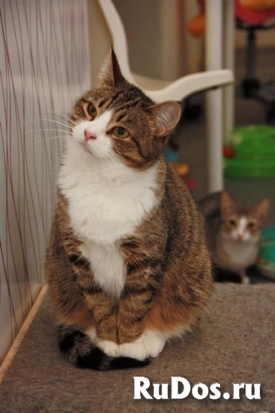 Милая кошечка Санта в добрые руки! изображение 3