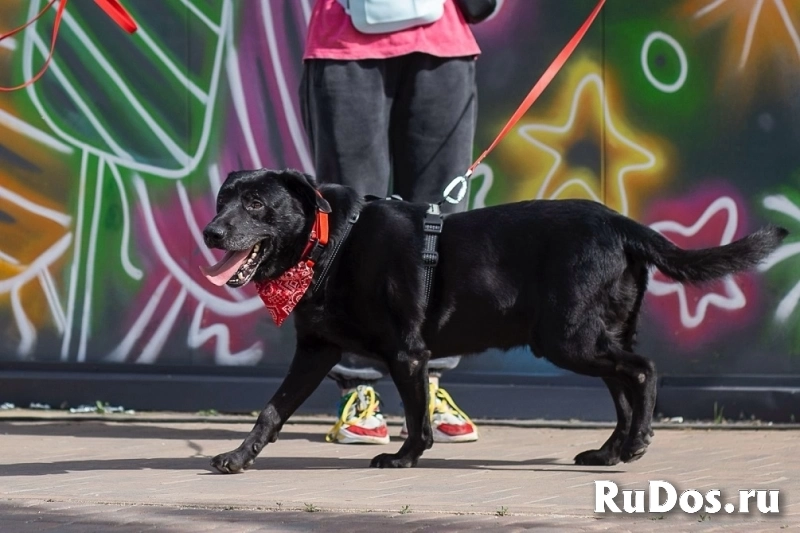 Дружелюбный Неро ищет дом и семью! изображение 10