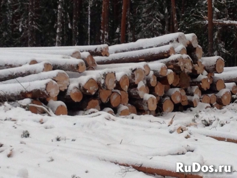 Продажа прав аренды лесничества изображение 4