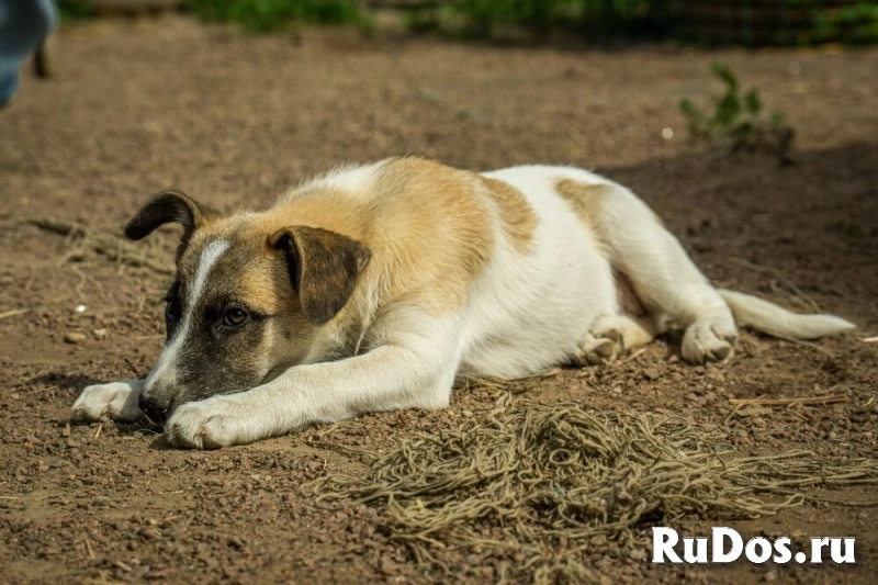 Долли – малышка с надеждой в глазах, в самые добрые руки! изображение 6