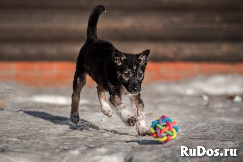 Щенок Бэлк ищет семью фотка