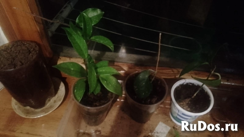 , купить растения изображение 3