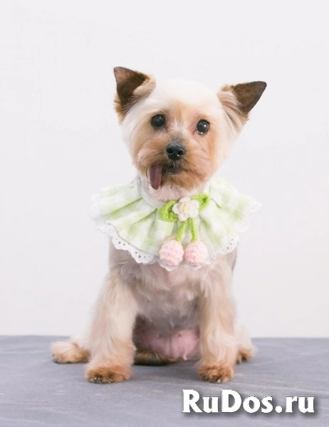 Очаровательная собачка Дели в добрые руки фото