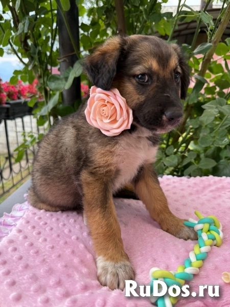 Щенки. Девочки. Ищем ручки и дом. изображение 4