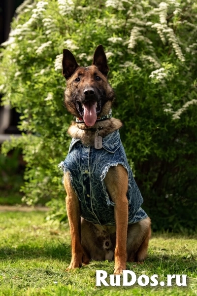 Красавчик Анзор ищет дом. изображение 4