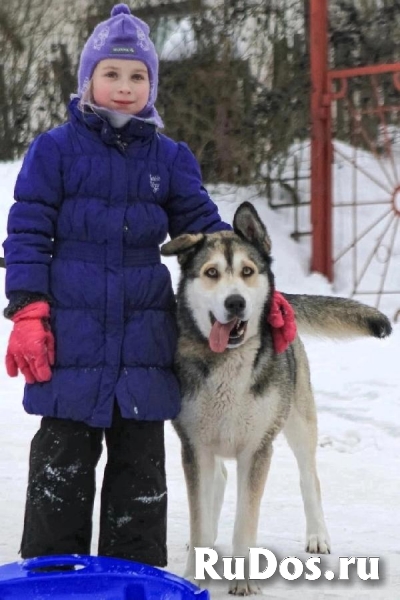Ищет дом Красавица и Умница – НОЛА, что значит Победительница! изображение 5