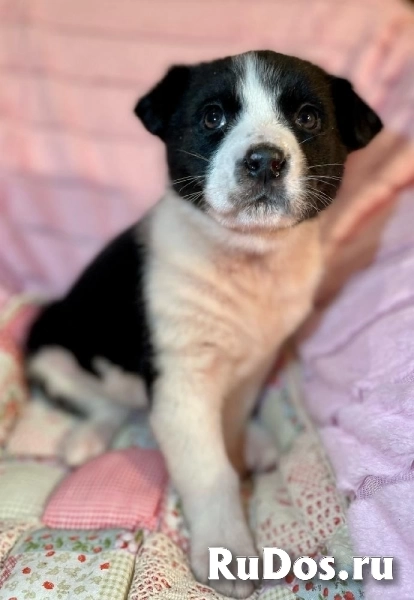 Милая малышка Мая в самые добрые руки! изображение 7