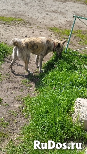 Собачка Шера ищет любящего хозяина изображение 9