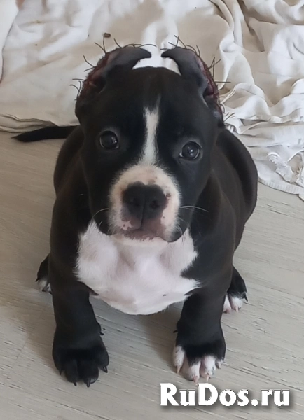 Черная малышка Амстаффтерьера  бронь изображение 7