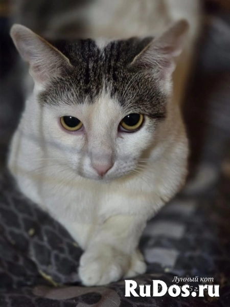 Котик Фокс фото