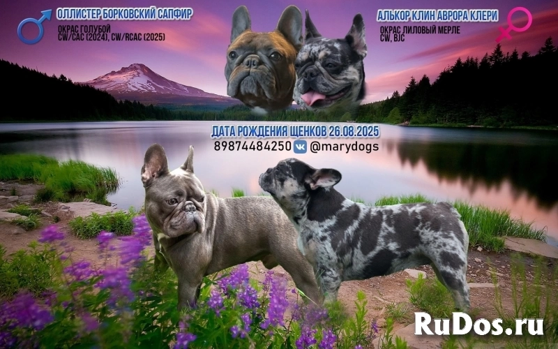 Замечательные девочки щенки французского бульдога изображение 7