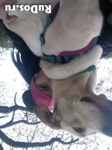 Выгул собак фотка