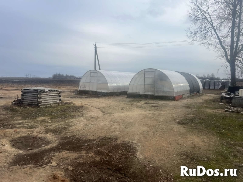 Продается ЛПХ, земля засажена голубикой и туями изображение 5