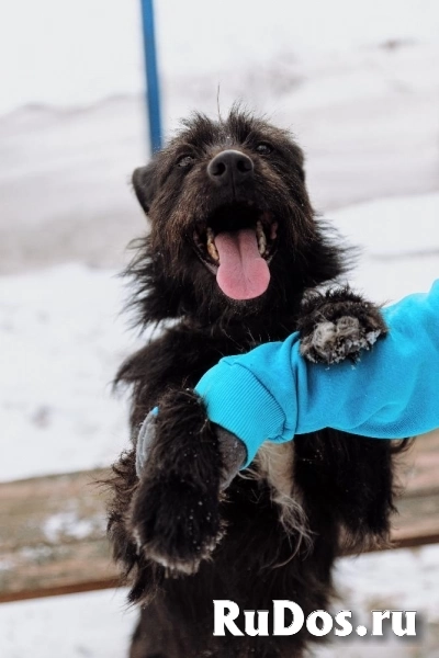 Барон - самый дружелюбный пес на свете (метис ризеншнауцера) изображение 4
