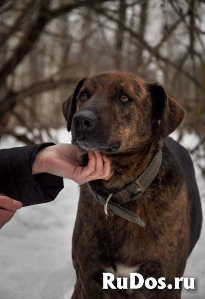 Эрик компаньон-интеллигент ищет семью! изображение 8