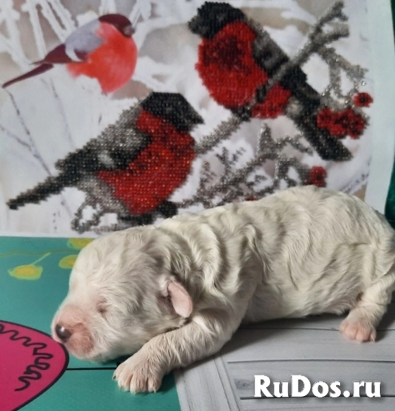 Бишон Фризе, щенки изображение 6