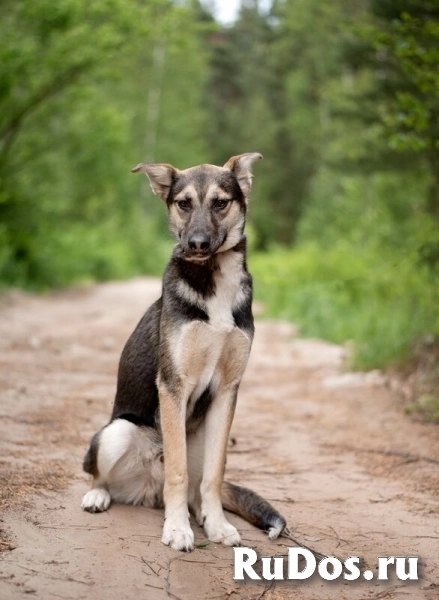 Киви — друг, который умеет быть рядом изображение 6