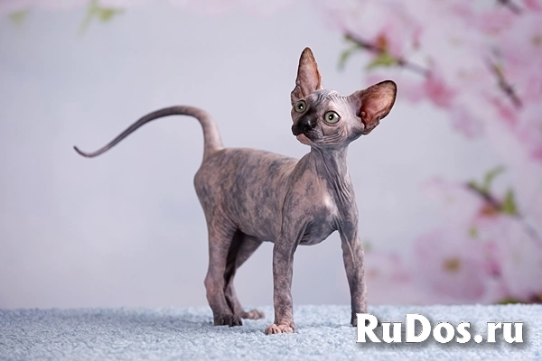 Питомник Эльфов, бамбино, Двэльфов, канадских сфинксов "Скорпион" изображение 8