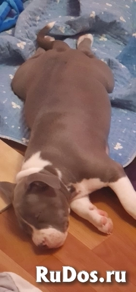 Малыши Амстаффтерьера  2 месяца ркф изображение 10