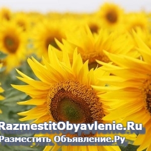 Сухой туман в Орле. Удалить и устранить запах фотка