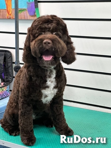 Стрижка собак и кошек изображение 4