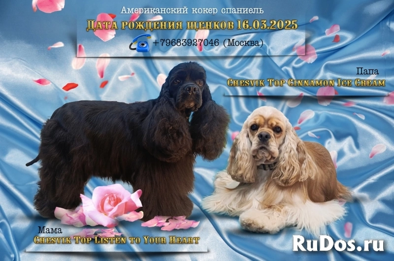 Резервирование щенков американского кокер спаниеля изображение 5