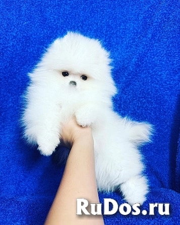 Щенки померанского шпица ищут новый любящий изображение 5