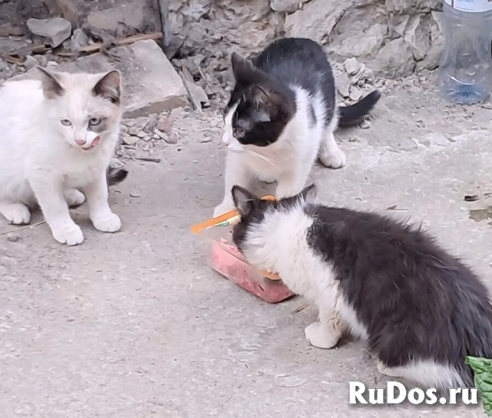 Вася, Мусенька и Мурзичек ждут своих хозяев. фото