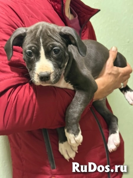 Голубая малышка Амстаффтерьера ркф изображение 3