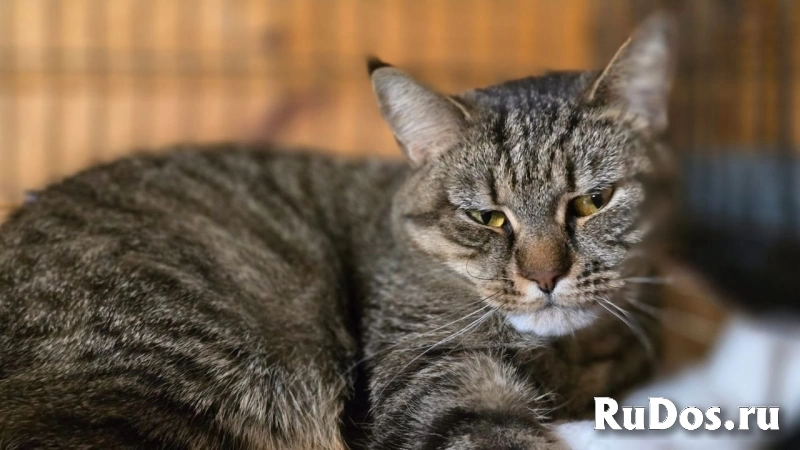 Кошечка Ария фотка