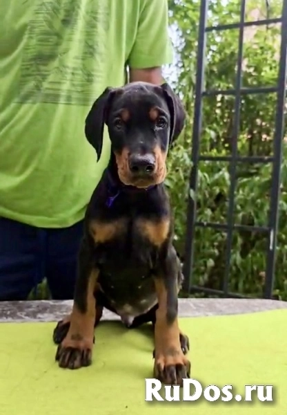 Щенки добермана – Чемпионская родословная изображение 7