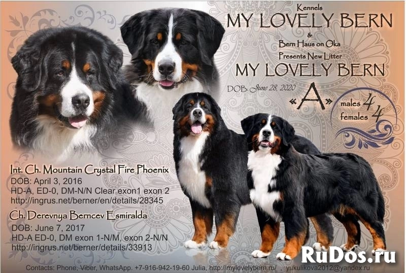 Щенки бернского зенненхунда из питомника фото